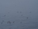 Birds flying in the fog